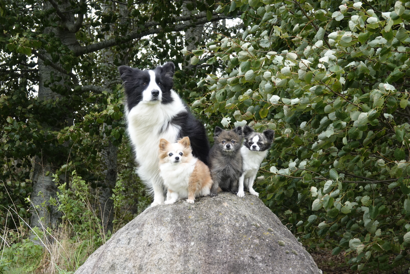 Alleen het beste voor je hond
